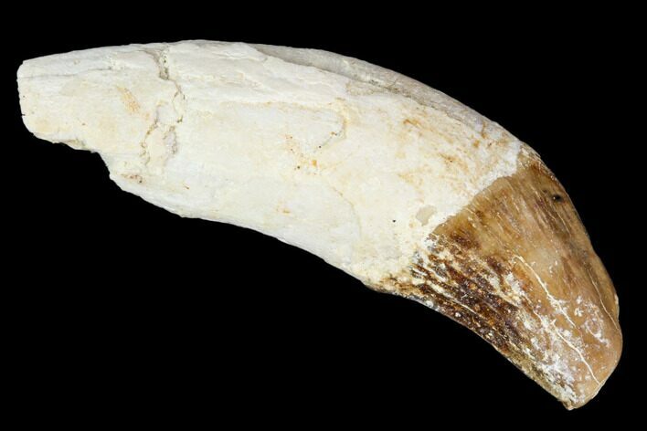 Primitive Whale (Basilosaur) Tooth - Dakhla, Morocco #106322
